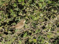 Unidentified Warbler IND 1648.JPG