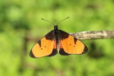 Broad-bordered Acraea rsa 4.jpg