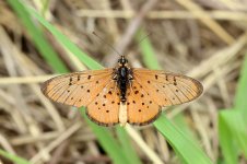 Little Acraea rsa 1.jpg