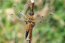 Four-spotted Chaser lt 1.jpg