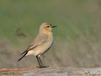 Isabelline_Wheatear.jpg