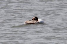 Great Crested Grebe sleeping.jpg