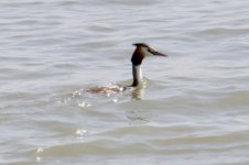 Great Crested Grebe (2).jpg