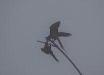 macaws in the mist.JPG