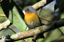 Slaty-backed Flycatcher.JPG