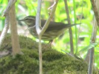 waterthrush2.jpg