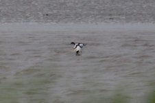 Pied Avocet.jpg