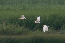 Intermediate Egret between Eastern Cattle Egret.jpg