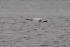 Black-Faced Spoonbill (2).jpg