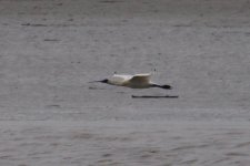 Black-Faced Spoonbill (3).jpg