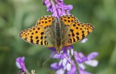 D Fritillary 02.JPG