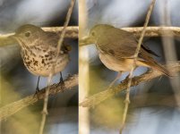 Catharus guttatus 001 - 2018.05.17 Parc national du Mont-Tremblant (Québec) Canada.jpg