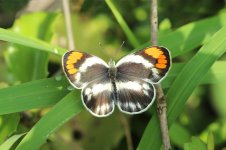 Smoky Orange Tip rsa 1.jpg