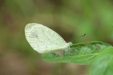 African Wood White rsa 1.jpg