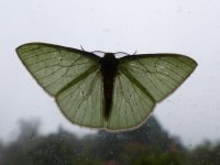 Moth1.ElDoradoLodgearea25October2014.JPG