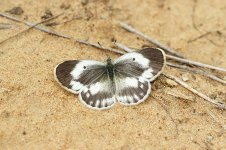 Bushveld Orange Tip f.absurda rsa 1.jpg