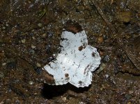 Moth2.MontezumaLodgearea,ParqueNacionalTatamáRisaraldas,Colombia,28June2015.JPG