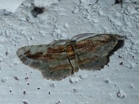 Moth3.MontezumaLodgearea,ParqueNacionalTatamáRisaraldas,Colombia,28June2015.JPG