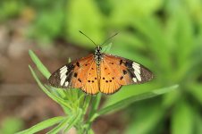 White-barred Acraea rsa 1.jpg