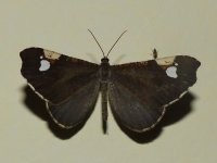 Moth17.ElCairoareaValledelCauca,Colombia,9June2016.JPG