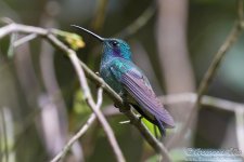 hummingbird1.jpg