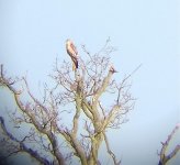 Red Kite 140418.jpg