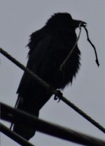 American Crow.jpg