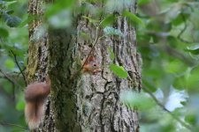 Red Squirrel.JPG