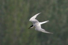 Common Tern.jpg