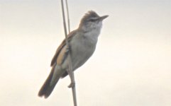 Reed Warbler ?.jpg