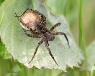 Spotted Wolf Spider Pardosa amentata Edit1.jpg