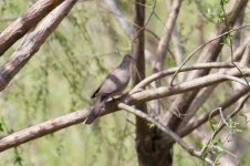 Spotted Dove.jpg