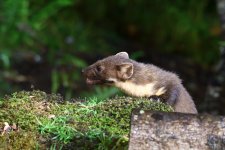 Pine Marten (4).JPG