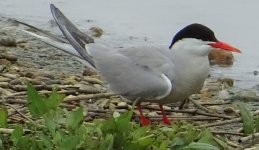 Common (Arctic) Tern.jpg