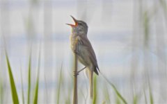 Reed Warbler 2 ?.jpg