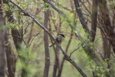 Azure-Winged Magpie.jpg