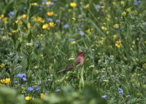 C rosefinch.jpg