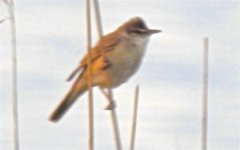 Great Reed Warbler.jpg