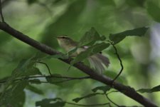 Green Warbler2.jpg