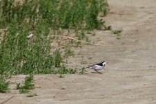 White Wagtail.jpg