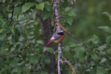 Redstart sammamisicus2.jpg