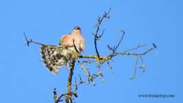 2018.04.15 Sparrowhawk.JPG