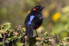 scarlet-bellied_mountain-tanager1.jpg