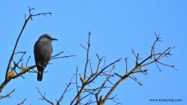 2018.04.15 Blue Rock Thrush.JPG