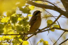 Chinese Penduline Tit (2).jpg