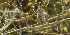 2018.04.15 Cirl Bunting.JPG