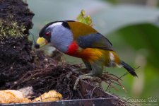 toucan_barbet1.jpg