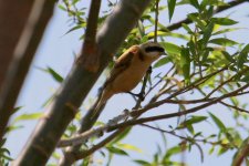 Chinese Penduline Tit (3).jpg