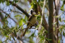 Chinese Bulbul.jpg