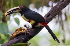 aracari1.jpg